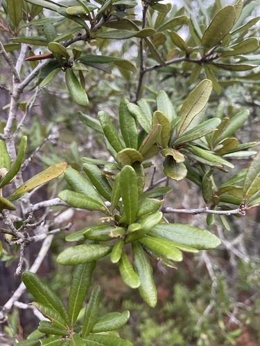 Quercus geminata (sand live oak) (alternate view 4)