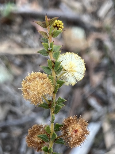 Acacia gunnii (ploughshare wattle) (alternate view 2)