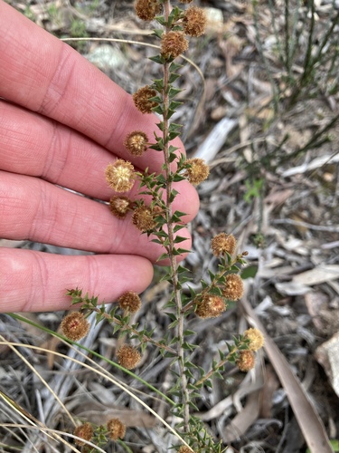 Acacia gunnii (ploughshare wattle) (alternate view 3)