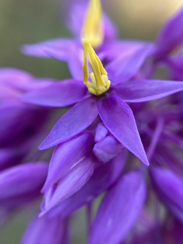 Sowerbaea laxiflora (Purple Tassels)