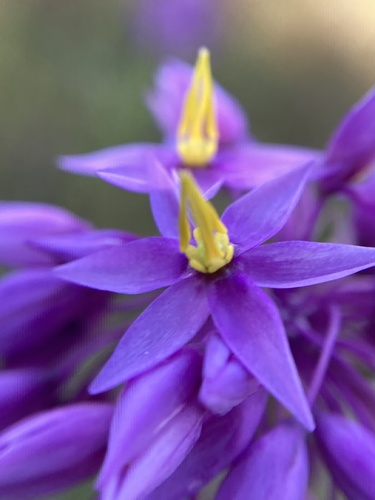 Sowerbaea laxiflora (Purple Tassels) (alternate view 2)