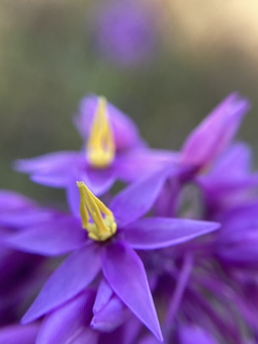 Sowerbaea laxiflora (Purple Tassels) (alternate view 3)