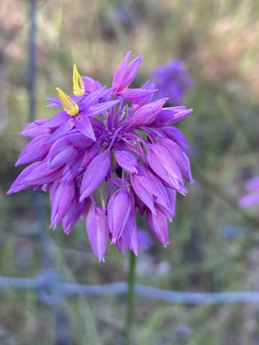 Sowerbaea laxiflora (Purple Tassels) (alternate view 4)