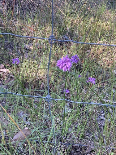 Sowerbaea laxiflora (Purple Tassels) (alternate view 5)