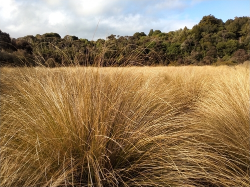 Chionochloa rubra (Red Tussock Grass)