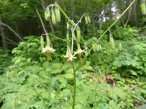 Nabalus altissimus (tall rattlesnake root) (alternate view 4)