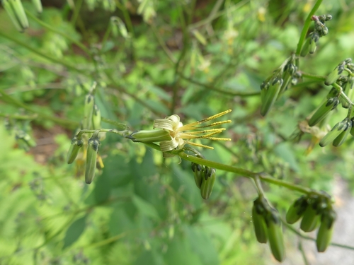 Nabalus altissimus (tall rattlesnake root) (alternate view 5)