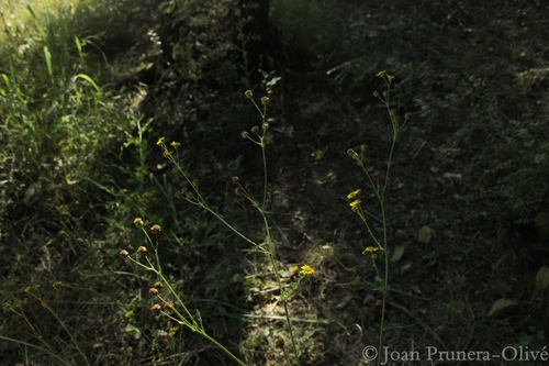 Jacobaea aquatica (Marsh Ragwort)