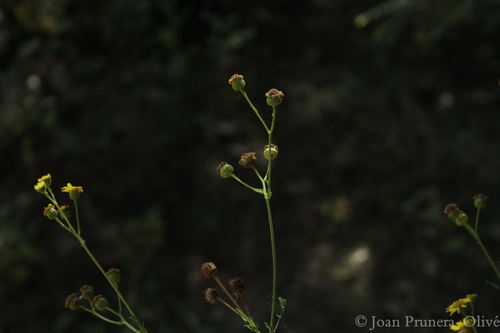 Jacobaea aquatica (Marsh Ragwort)