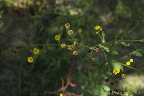 Jacobaea aquatica (Marsh Ragwort)