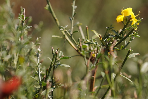 Genista pilosa (silkyleaf woadwaxen)