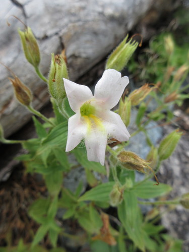 Erythranthe lewisii (Great Purple Monkeyflower) (alternate view 5)