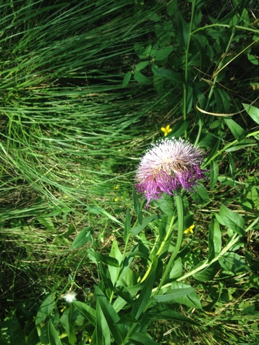 Plectocephalus americanus (American basketflower) (alternate view 3)
