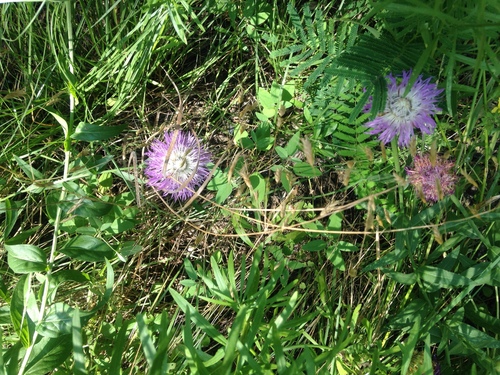 Plectocephalus americanus (American basketflower) (alternate view 4)