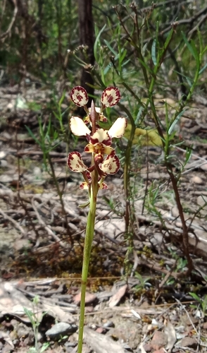 Diuris pardina (Leopard Orchid) (alternate view 6)