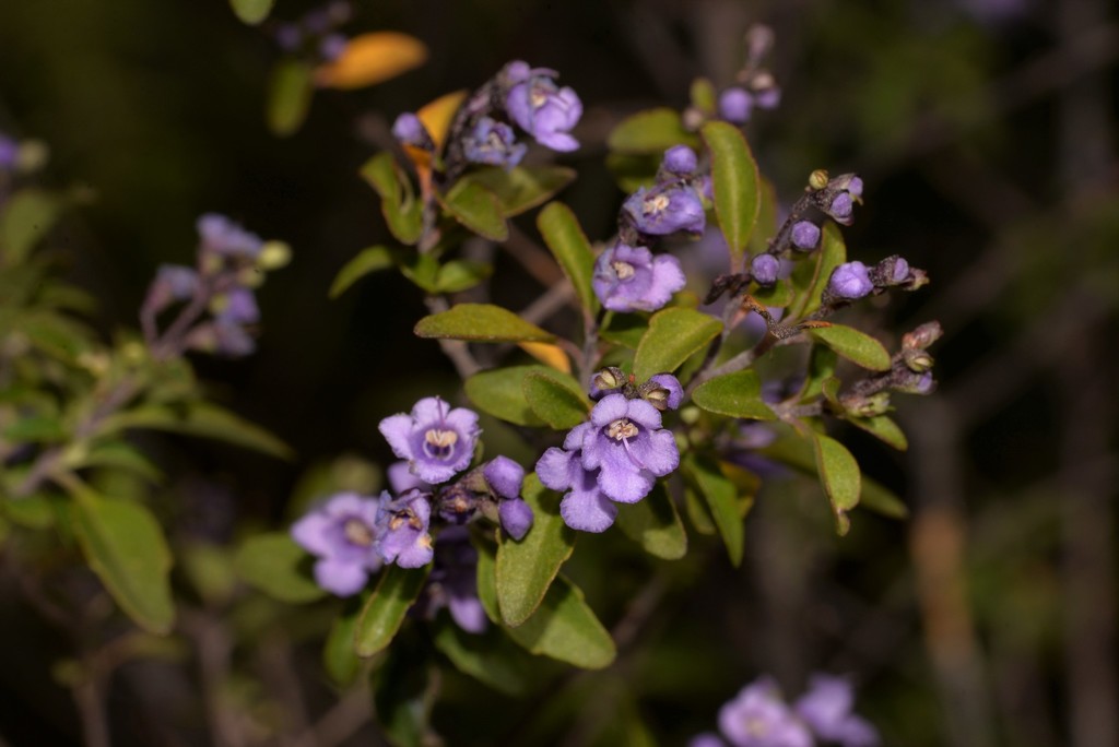 Prostanthera ovalifolia, Oval-leaf mint bush — upright evergreen (Lamiaceae) (image 6 of 10)