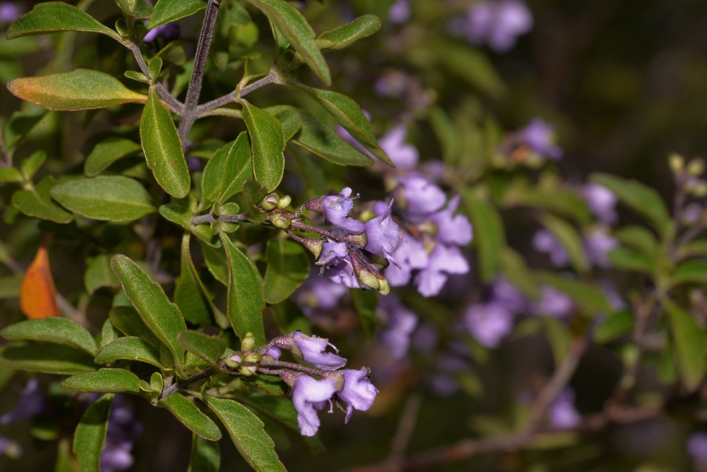 Prostanthera ovalifolia, Oval-leaf mint bush — upright evergreen (Lamiaceae) (image 7 of 10)