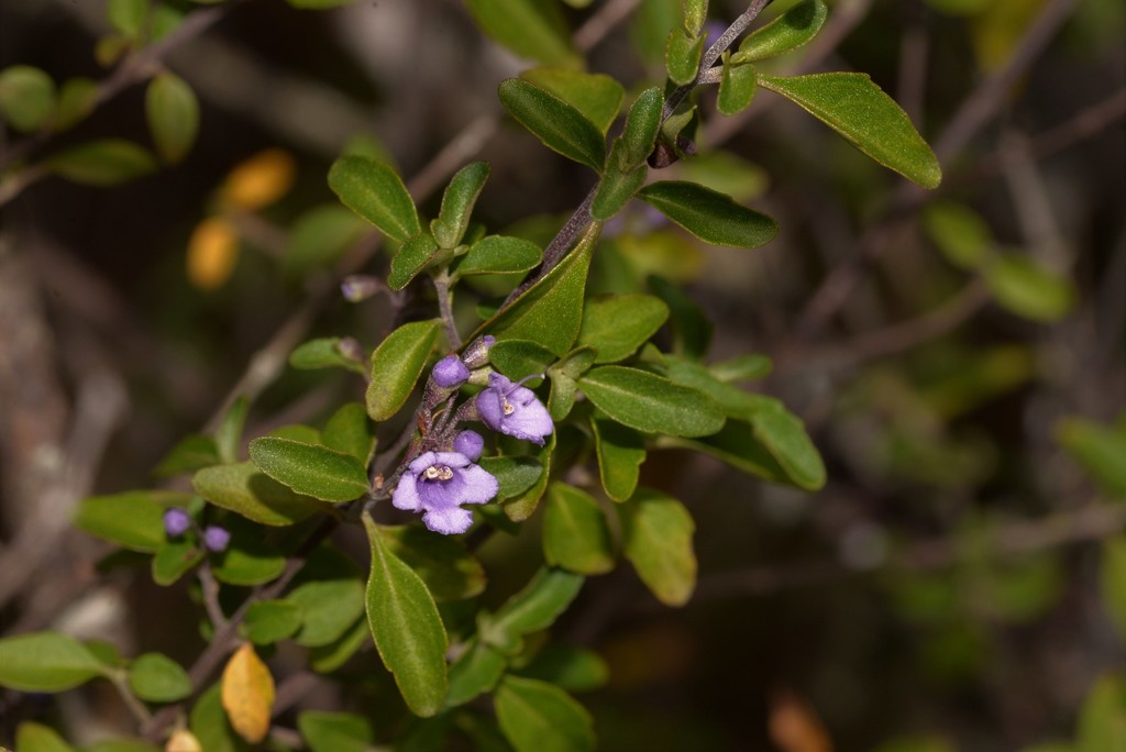 Prostanthera ovalifolia, Oval-leaf mint bush — upright evergreen (Lamiaceae) (image 8 of 10)
