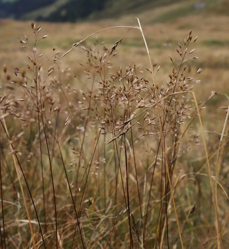 Avenella flexuosa (wavy hair-grass)