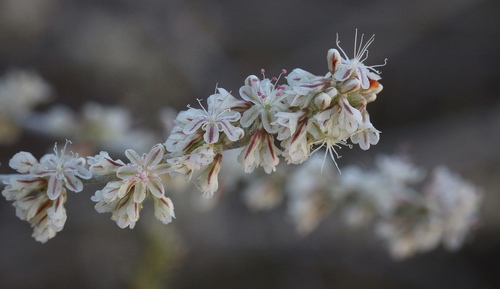 Eriogonum wrightii (Wright's buckwheat)