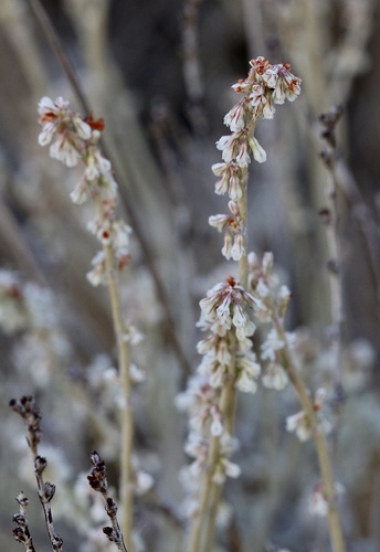 Eriogonum wrightii (Wright's buckwheat) (alternate view 2)