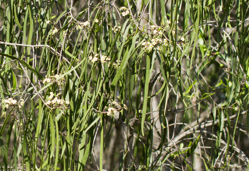 Geijera parviflora (Wilga)