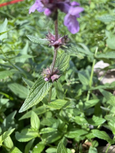 Stachys palustris (Marsh Woundwort)