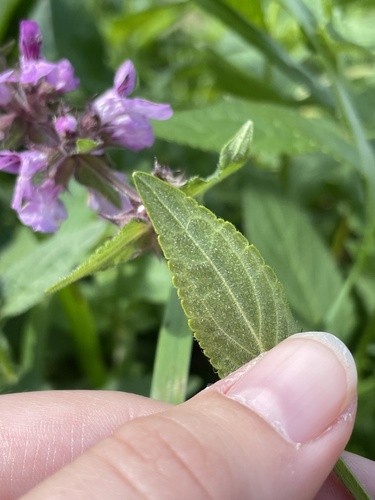 Stachys palustris (Marsh Woundwort)