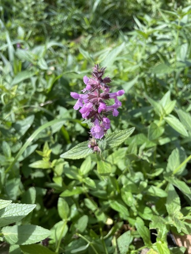 Stachys palustris (Marsh Woundwort)