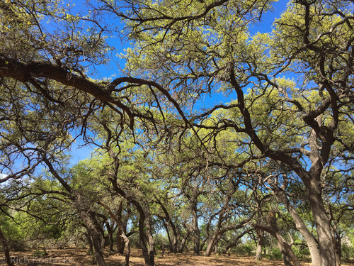 Quercus fusiformis (Texas live oak) (alternate view 8)