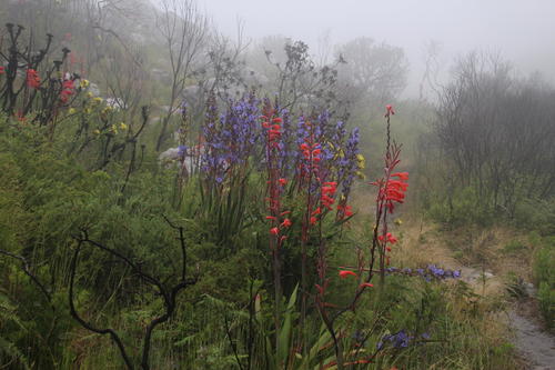 Watsonia (Watsonias) (alternate view 5)