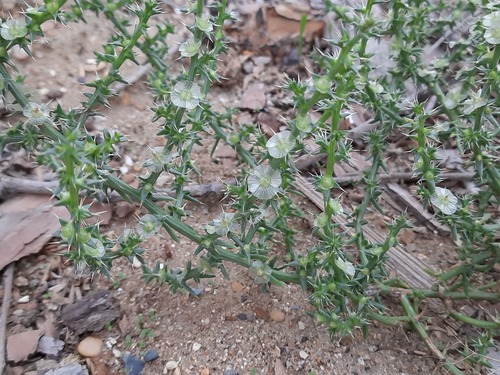 Salsola tragus (Prickly Russian Thistle) (alternate view 2)