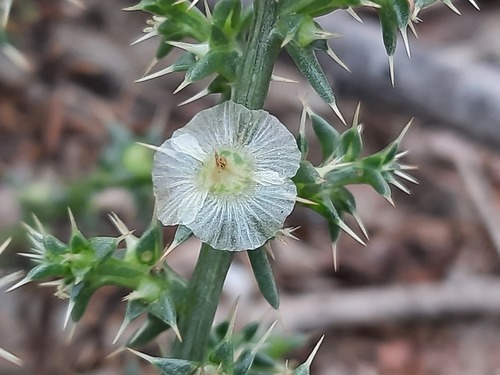 Salsola tragus (Prickly Russian Thistle) (alternate view 3)