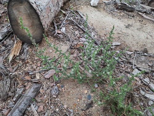 Salsola tragus (Prickly Russian Thistle) (alternate view 4)