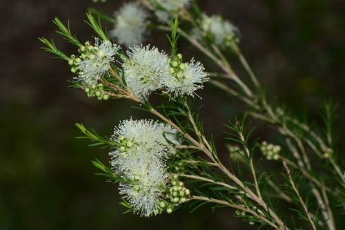 Melaleuca ericifolia (Swamp Paperbark)
