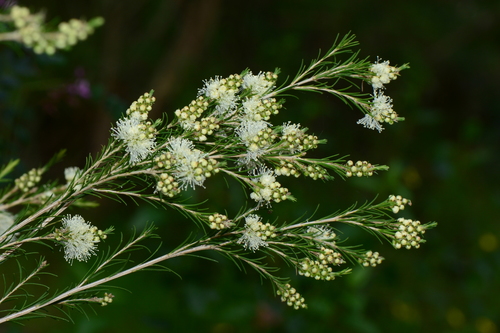 Melaleuca ericifolia (Swamp Paperbark) (alternate view 2)