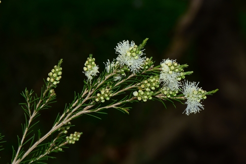 Melaleuca ericifolia (Swamp Paperbark) (alternate view 3)