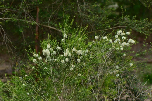 Melaleuca ericifolia (Swamp Paperbark) (alternate view 4)