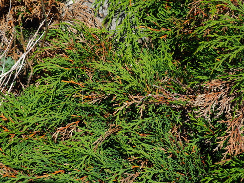 Microbiota decussata (Russian Cypress) (alternate view 3)