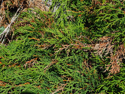 Microbiota decussata (Russian Cypress) (alternate view 4)