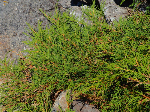 Microbiota decussata (Russian Cypress) (alternate view 2)