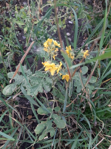Solanum rostratum (buffalobur) (alternate view 4)