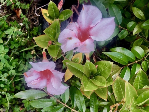 Mandevilla sanderi (Pink Mandevilla)
