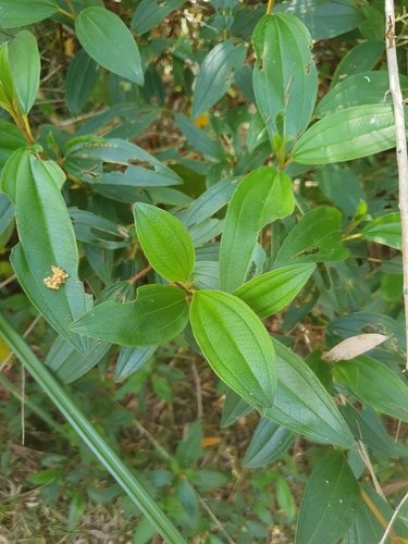 Melastoma malabathricum (Malabar Melastome) (alternate view 5)