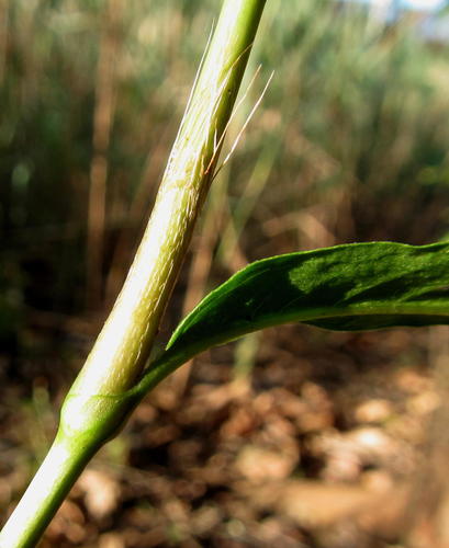 Persicaria decipiens (slender knotweed) (alternate view 10)