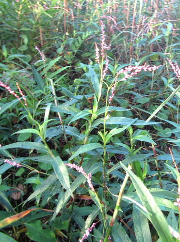 Persicaria decipiens (slender knotweed) (alternate view 9)
