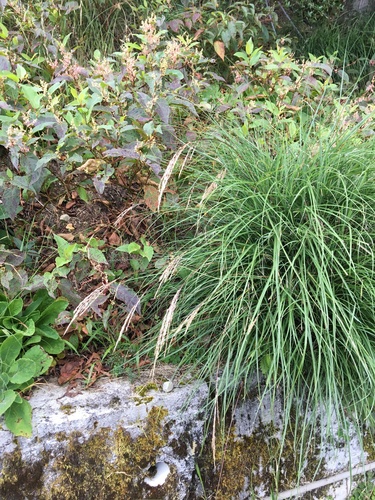 Miscanthus (Silvergrasses) (alternate view 4)