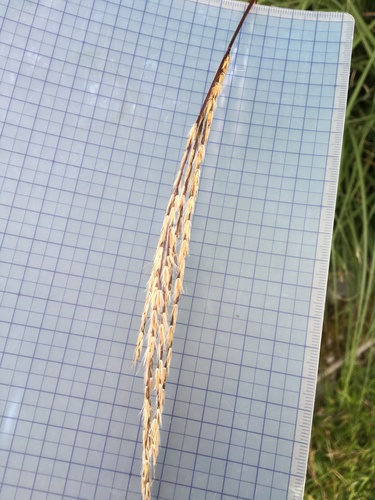 Miscanthus (Silvergrasses) (alternate view 5)