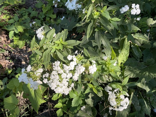 Phlox paniculata spp. (Tall Phlox Mix) (alternate view 5)