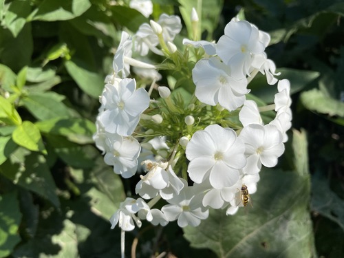 Phlox paniculata spp. (Tall Phlox Mix) (alternate view 4)